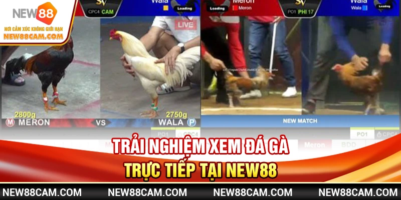 Đá Gà New88: Xem Trực Tiếp Trận Đấu & Đặt Cược An Toàn 2 Trải Nghiệm Xem Đá Gà Trực Tiếp Tại NEW88